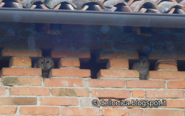 Allocco nel giardino visitabile, birdwatching, della fattoria didattica dell ortica a Savigno Valsamoggia Bologna vicino Zocca nell Appennino