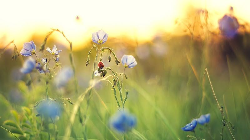 Ladybird in Nature