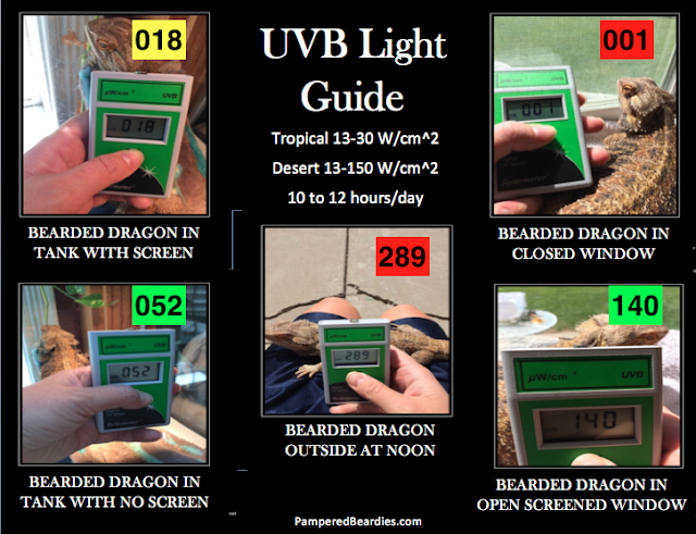 [what uvb for bearded dragon - image 1]