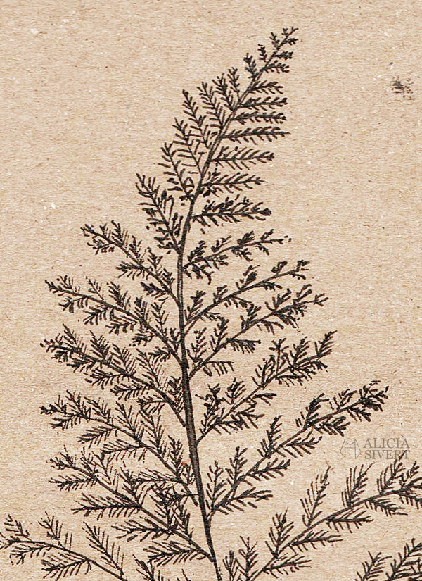 Fern leaf, ink study by Alicia Sivertsson. aliciasivert alicia sivert alicia sivertsson monthly makers växter juni tema 2016 skapa skapande kreativitet utmaning blogg bloggutmaning måla bläck växt blommor paint painting ink flowers flower create make art craft handicraft fern leaf ormbunke ormbunksblad
