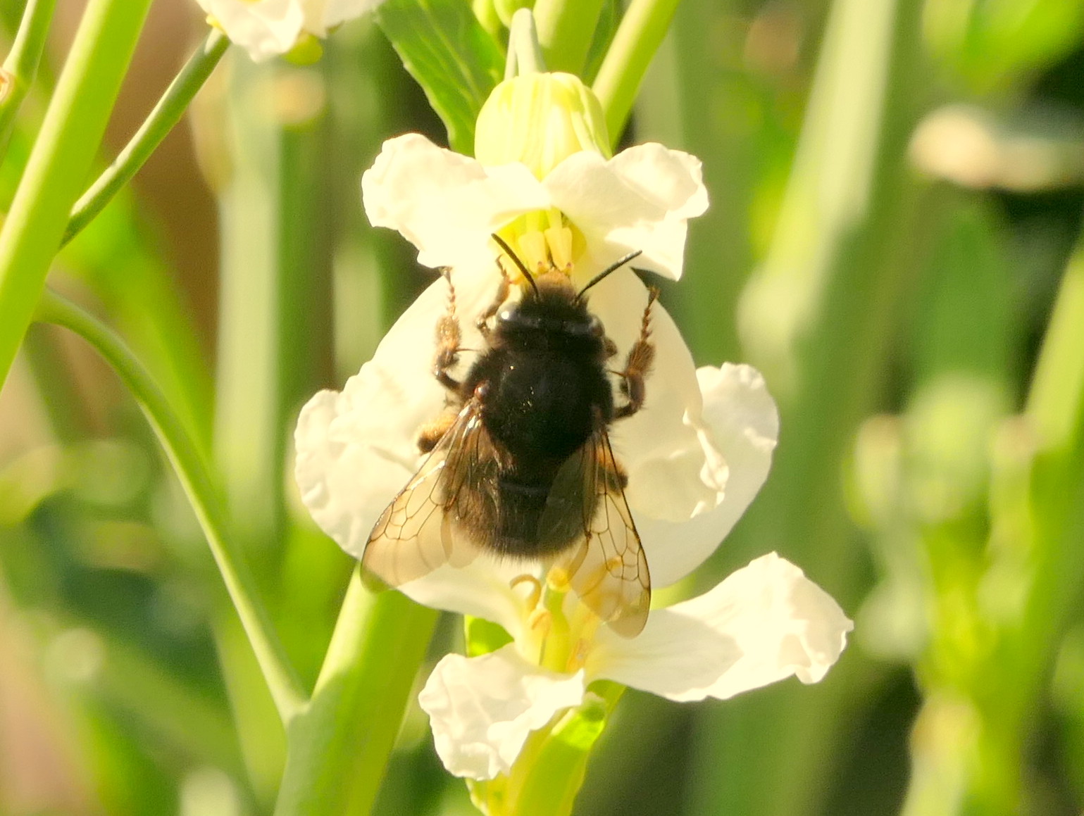 Peter Lovett's ramblings Bumblebees, solitary bees and honeybees
