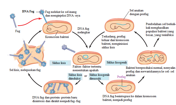 Reproduksi Virus fag: 2.Siklus Lisogenik - BELAJAR BIOLOGI