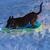 Ce chien glisse et remonte lui-même la montagne de neige avec son traîneau! 