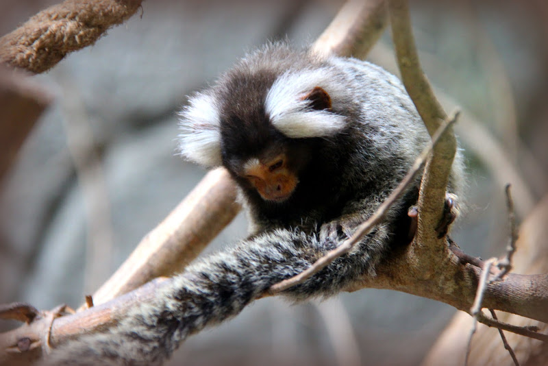 Pygmy Marmoset Pygmy Marmoset
