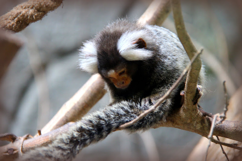 Pygmy Marmoset