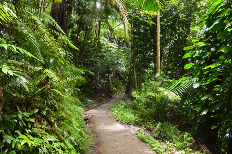El bosque lluvioso tropical de El Yunque