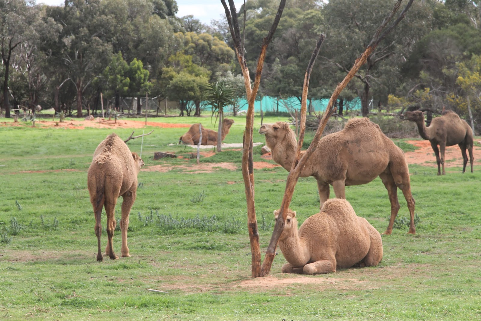 Aquarian Cogitations Werribee Open Range Zoo...
