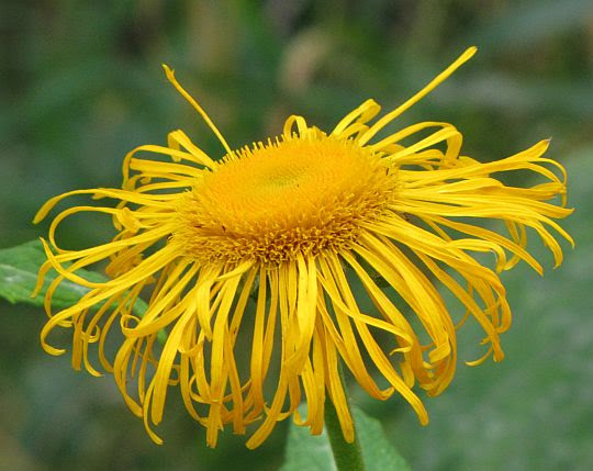 Smotrawa okazała (Telekia speciosa). Smotrawa okazała (Telekia speciosa).