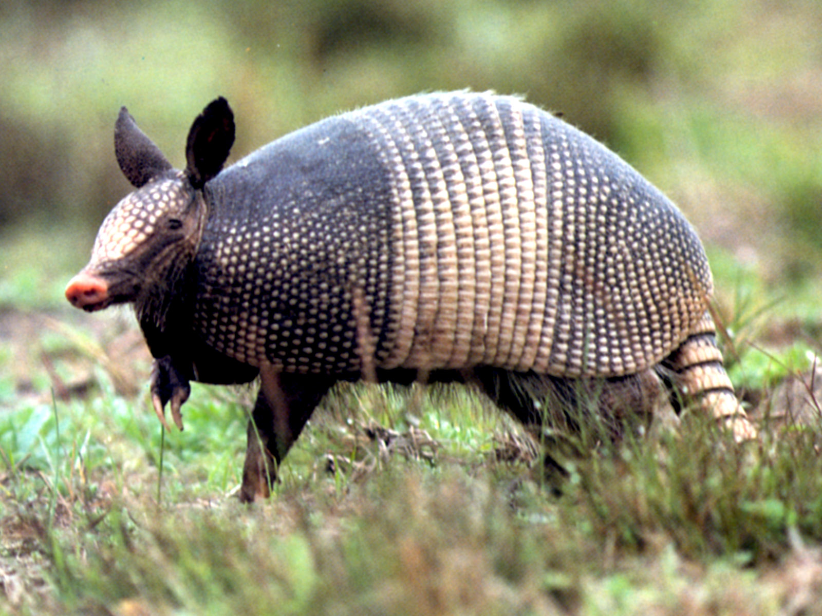 pictures of a armadillo