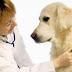Dog Cancer – And What You Should Be Conscious Of