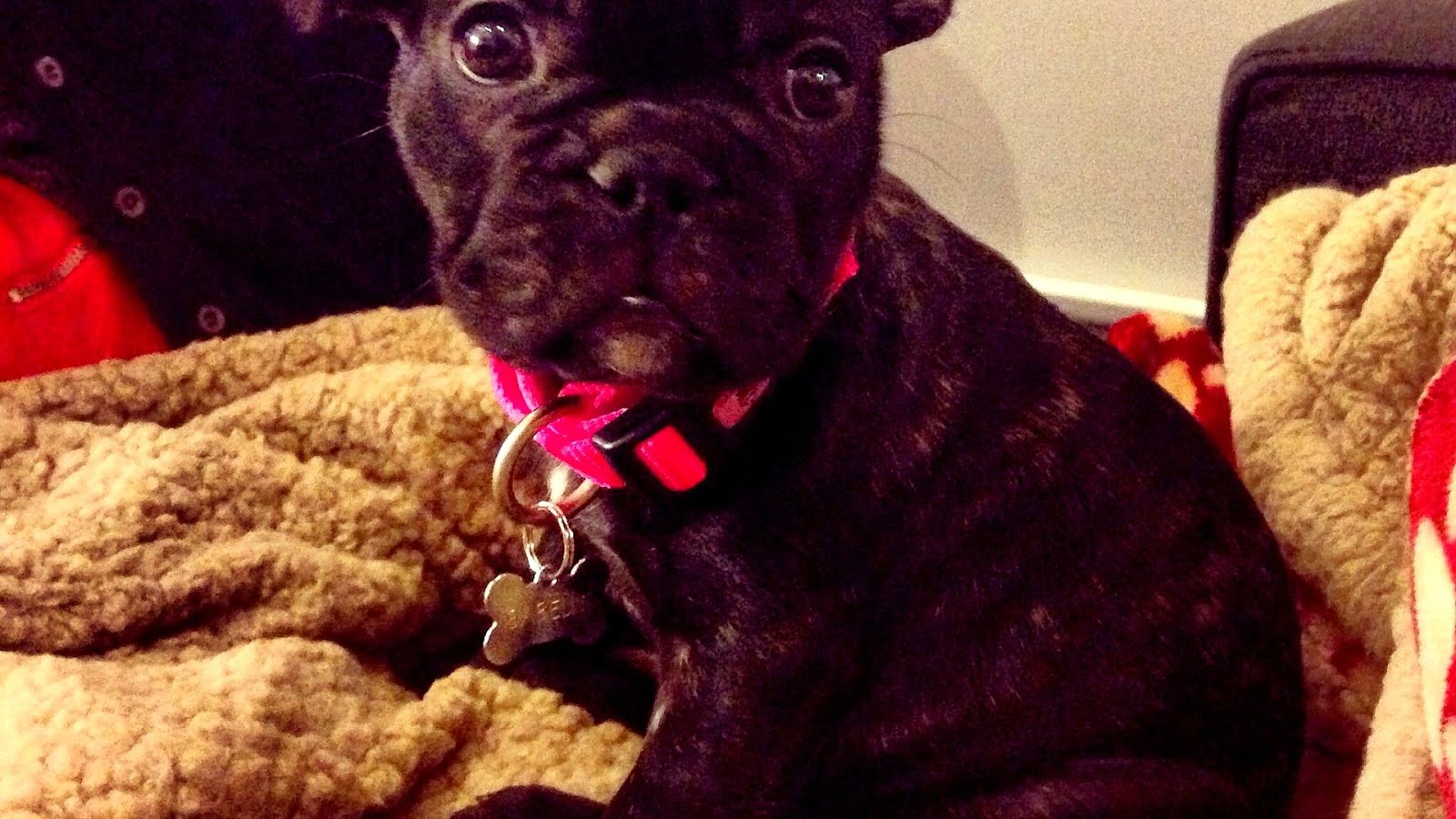 French Bulldog Rescue Massachusetts - French Choices