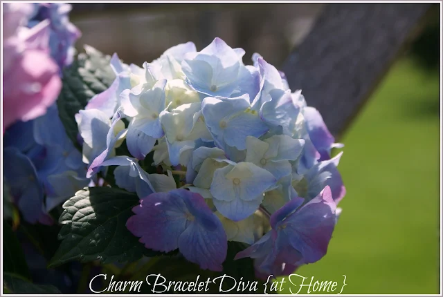 purple white hydrangea plant care floral arrangement galvanized tub wire basket
