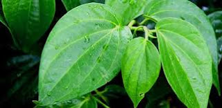 Image MANFAAT DAUN SIRIH BUAT DAERAH KEWANITAAN