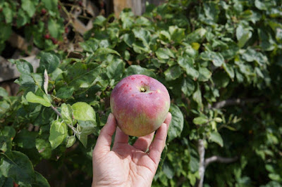 Apple from my espalier apple tree.