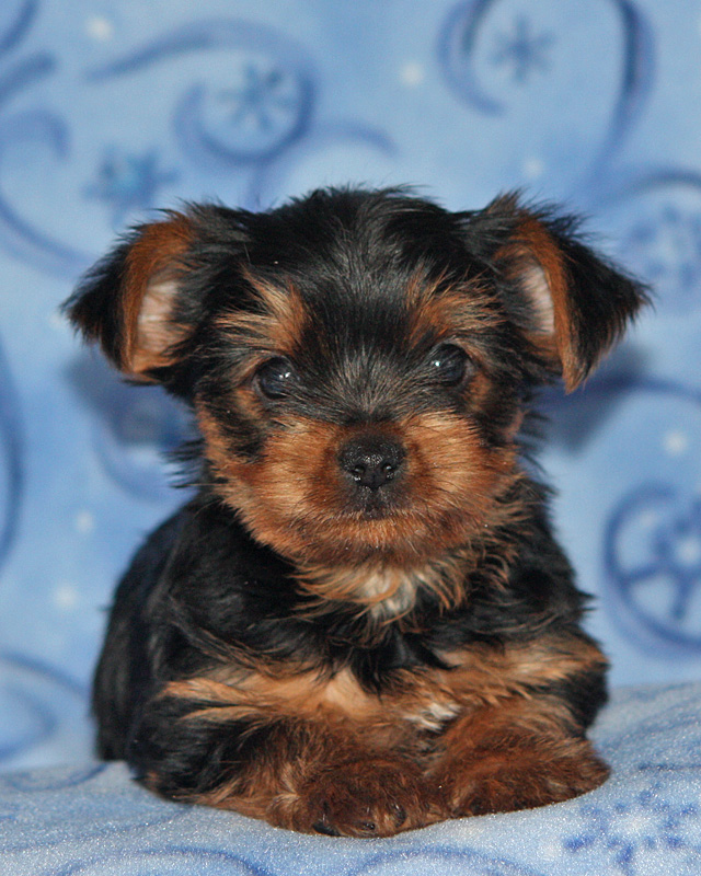 Rickie B Photography Lancaster Puppies
