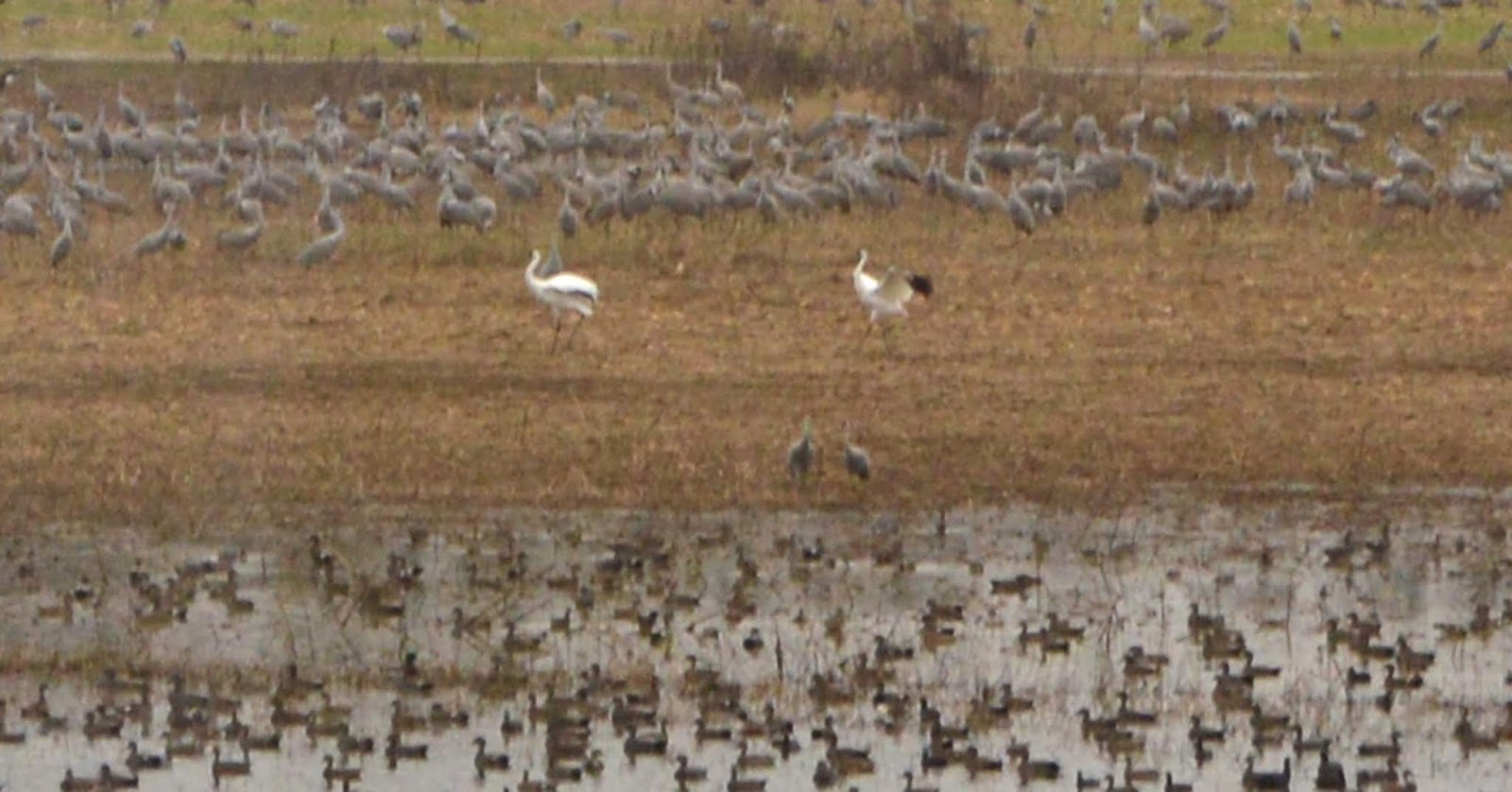 Susan's Festival of the Cranes