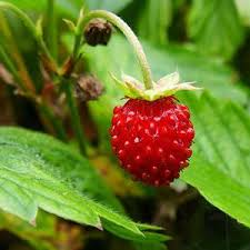 fragaria-www.healthnote25.com