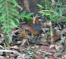 White-browed shortwing_2011