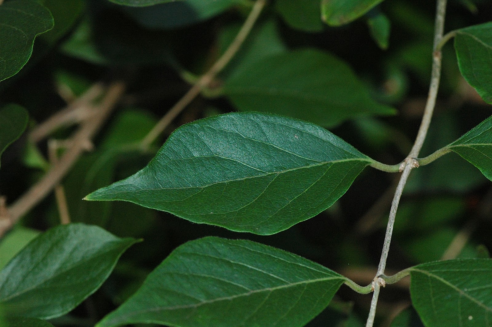 Field Biology in Southeastern Ohio Bush Honeysuckles