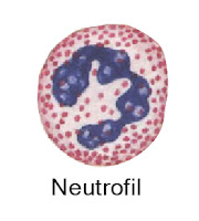 Gambar neutrofil