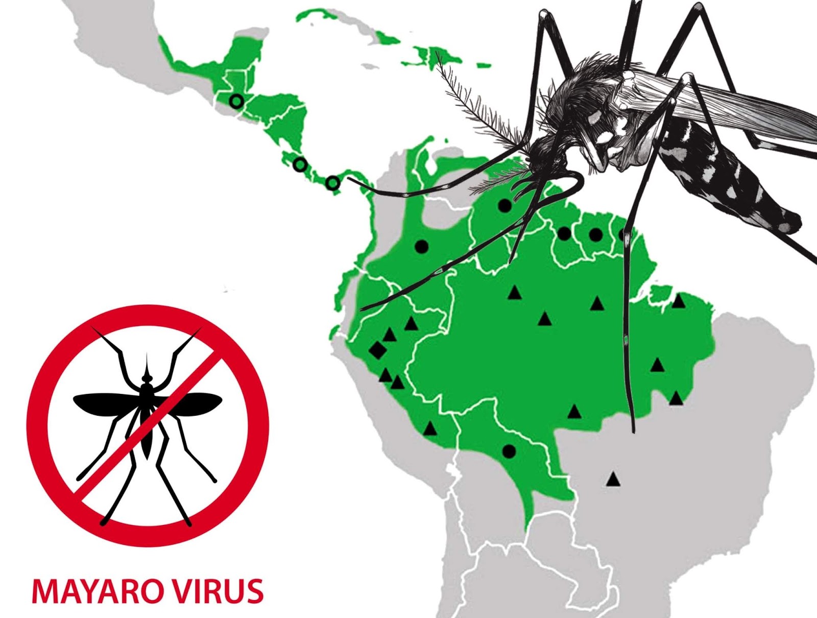 Resultado de imagen para Qué es el virus Mayaro, que también se transmite por el mosquito Aedes aegypti