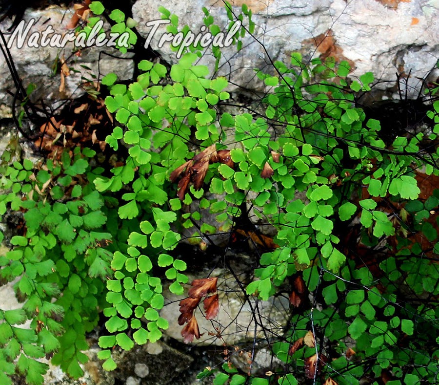 Fotografía del Helecho Culantrillo de Pozo creciendo en rocas, Adiantum tenerum