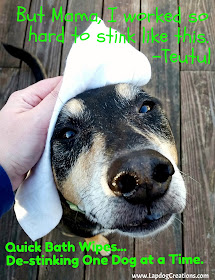 Teutul works hard to get the perfect Eau de Dog smell... Fortunately for his humans, Quick Bath Wipes work hard to de-stink... one dog at a time!  #QuickBathWipes #LapdogCreations #DogMomProblems