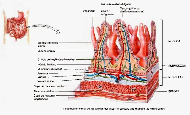 Intestino delgado o tenue: partes y funciones - Sistema digestivo Intestino delgado o tenue: partes y funciones - Sistema digestivo