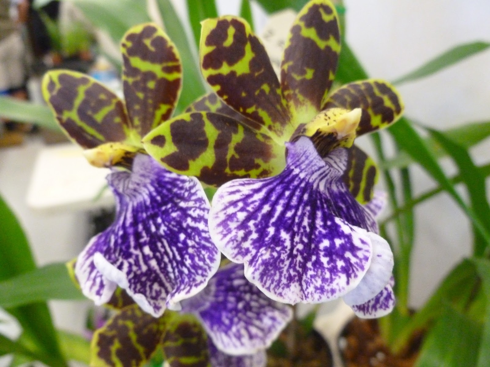 Onslow and Miss B: Australian Native Orchid Society conference