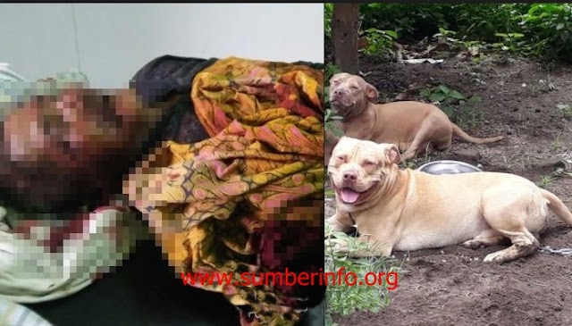 Gara di Bully "Makan Daging Anjing Dengan Sayur Kol" Buat Pejalan Kaki Ini Emosi Lalu Suruh Anjingnya Serang Satpam