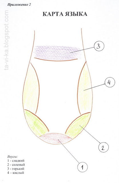 вкусовая карта языка