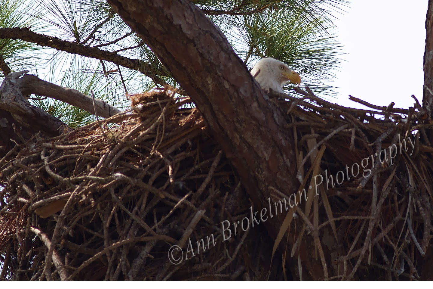 Ann Brokelman Photography: Bald Eagle Nest - Florida