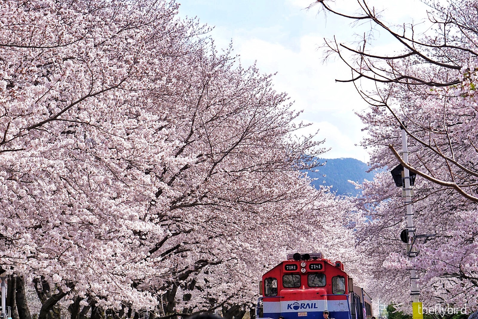 Jinhae Cherry Blossom Festival + City Tour