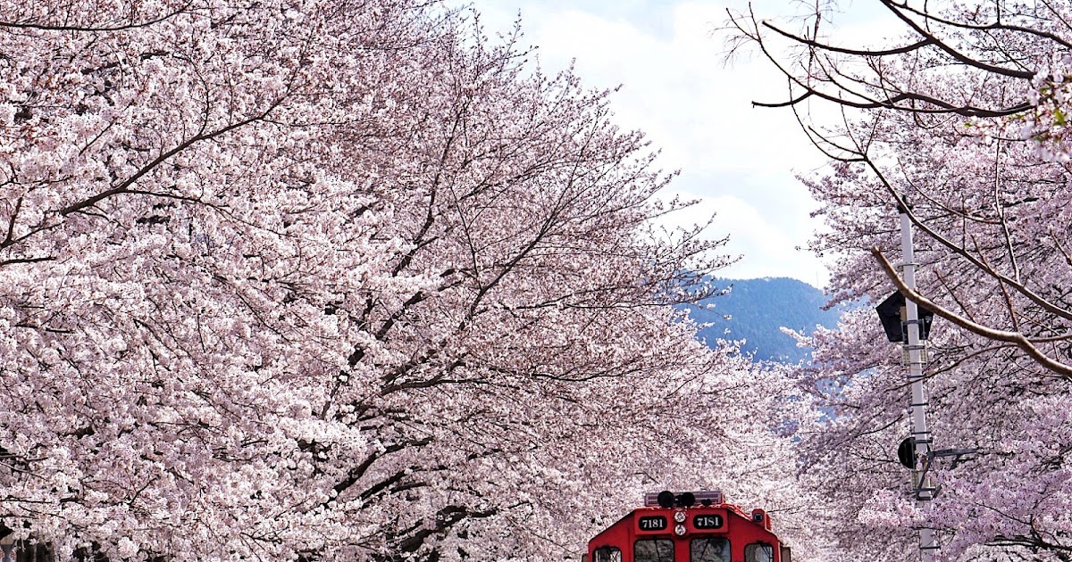 Jinhae Cherry Blossom Festival + City Tour