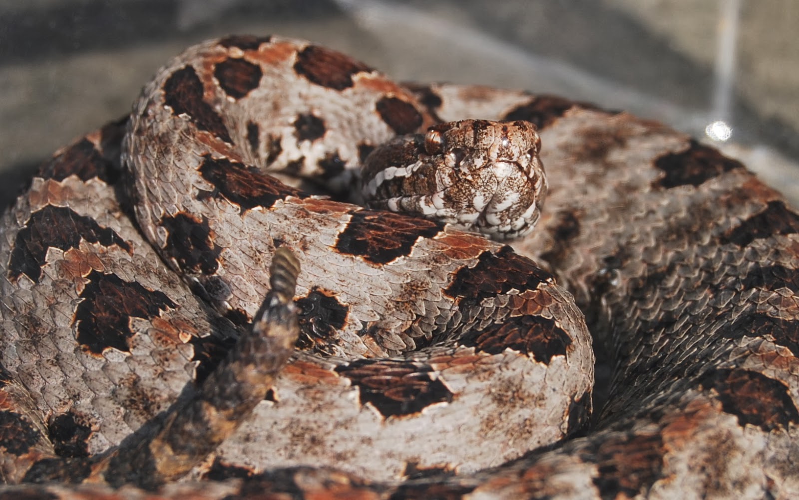 North Naturalist Pygmy Rattlesnake Murray County