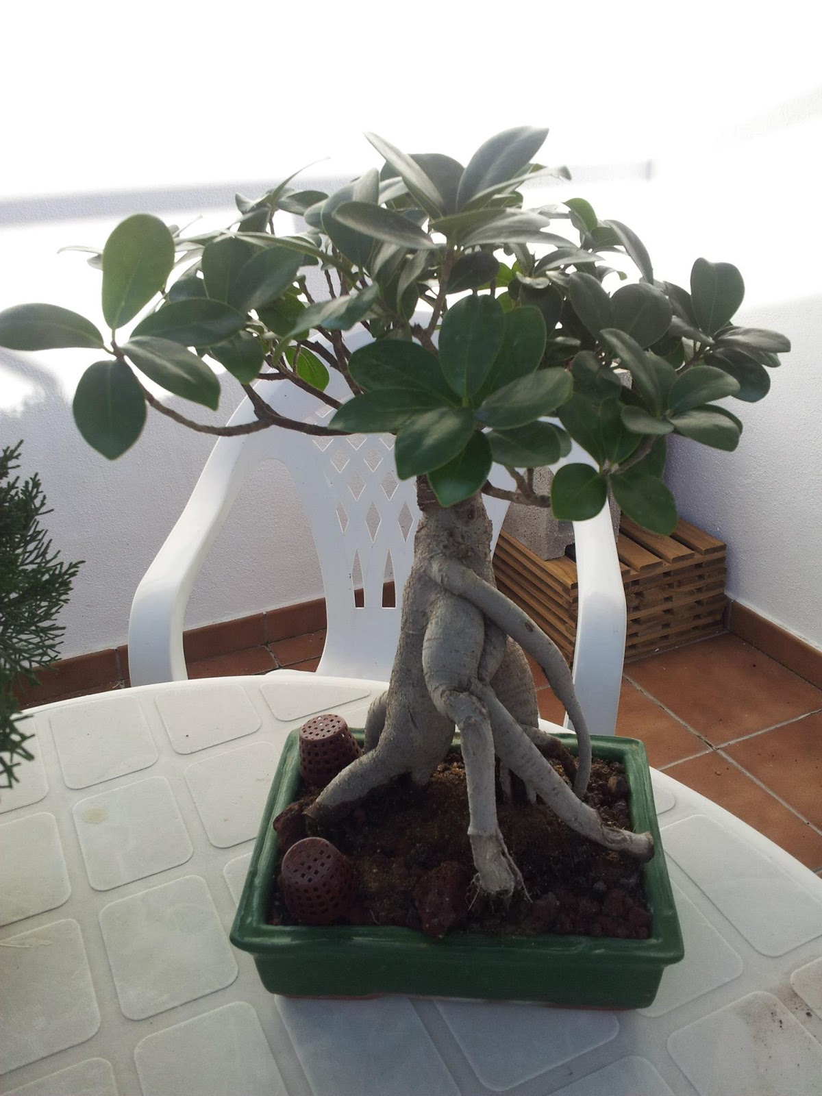 Empezando En El Bonsi Ficus Quotginsengquot Empezando En El Bonsi Ficus Quotginsengquot