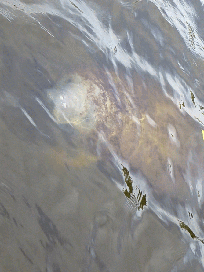 Where to See Manatees in Florida: Animated gif of a manatee in Naples Florida