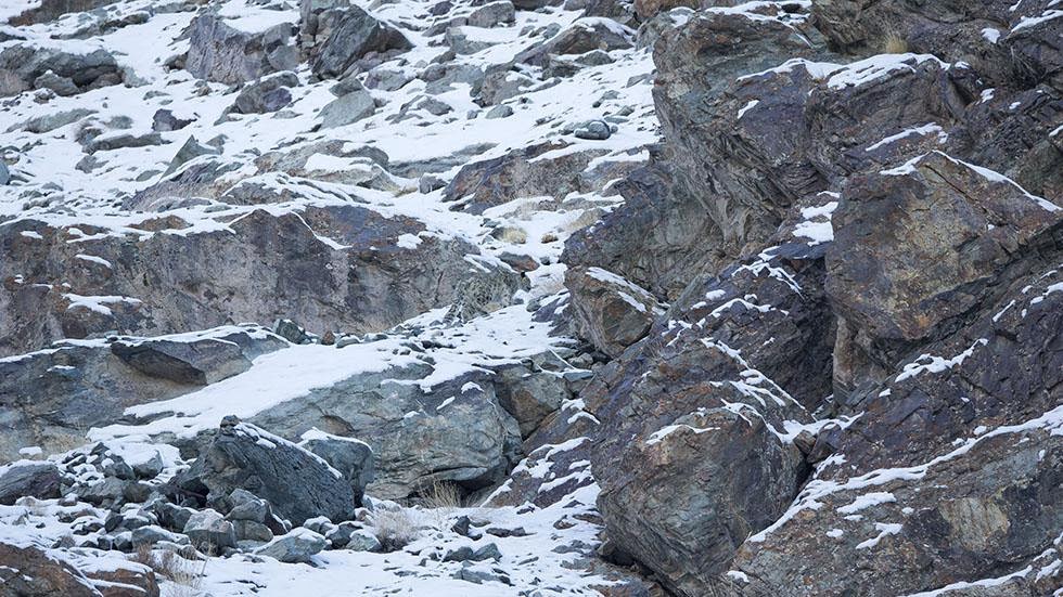 A snow leopard is seen camouflaged against a mountain near the Indian Himalayas. - Can You Spot the Snow Leopards in These Photos?