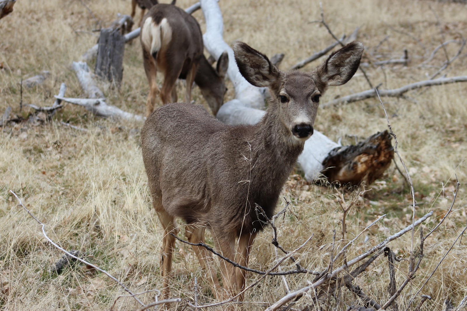 Jen's Updates: Mule Deer in Southern Utah