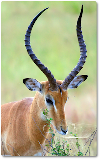 Keratin covering a core of living bone is made of horns like impala's. By The making of this document was supported by Wikimedia CH. (Submit your project!)For all the files concerned, please see the category Supported by Wikimedia CH. - Own work, GFDL 1.2, https://commons.wikimedia.org/w/index.php?curid=19299105