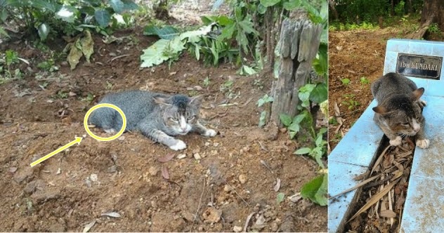 Netizen dunia dihebohkan !! Kisah Kucing di Jawa Tengah 