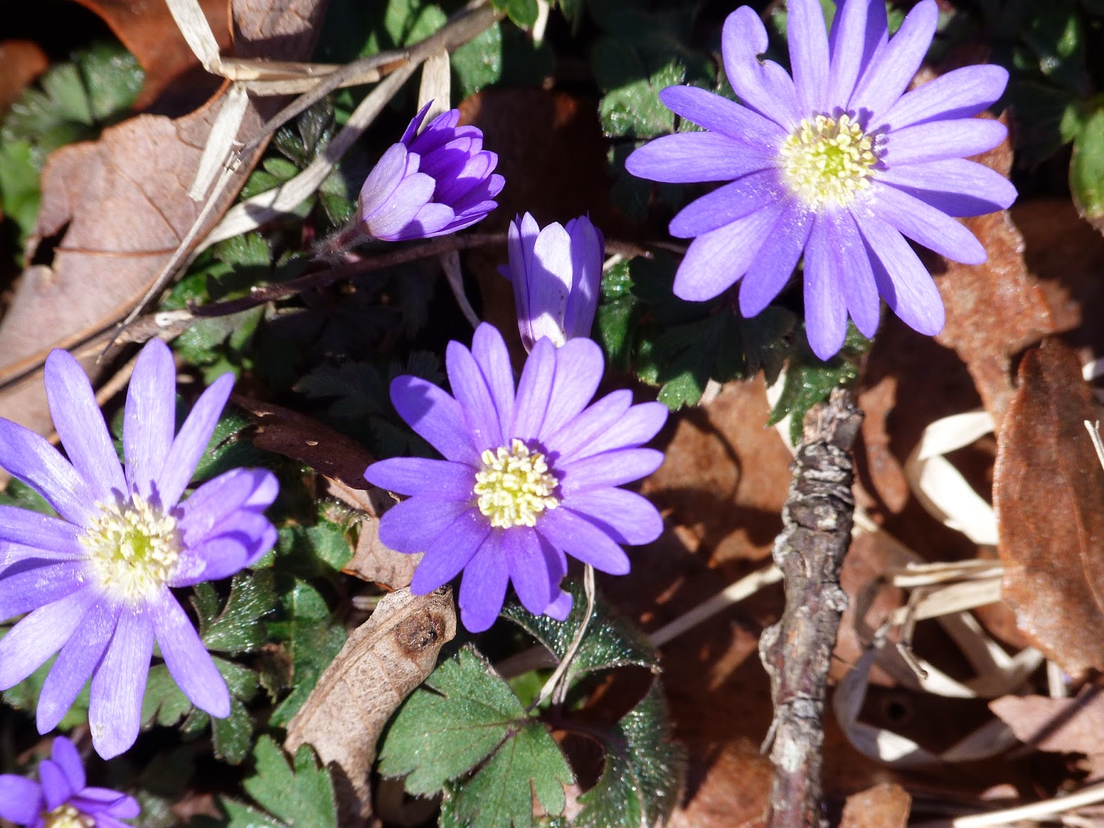 chmusings: Wild asters chmusings: Wild asters