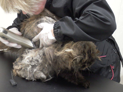 Clipping matted cat hair Matted cat fur coming away