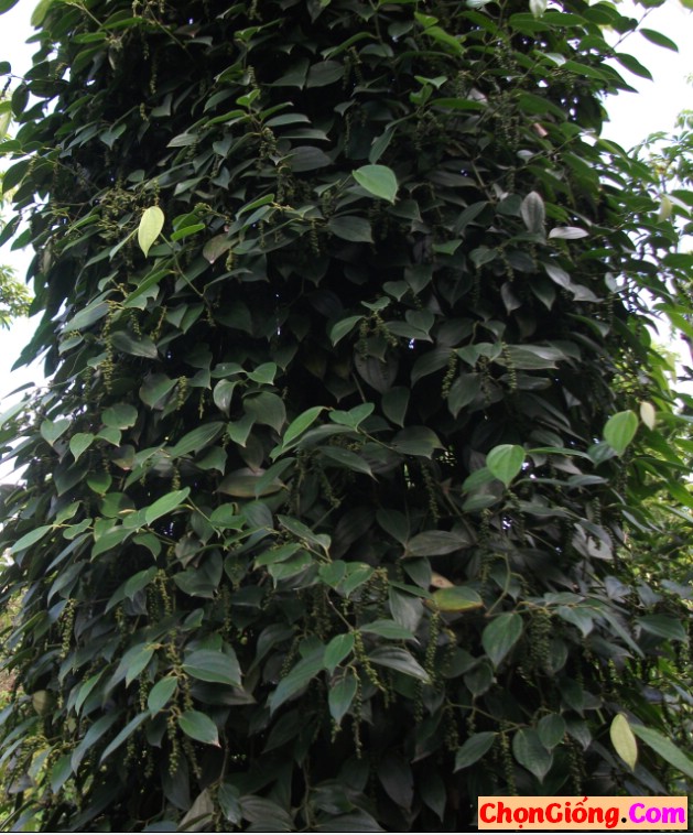 tiêu vĩnh linh