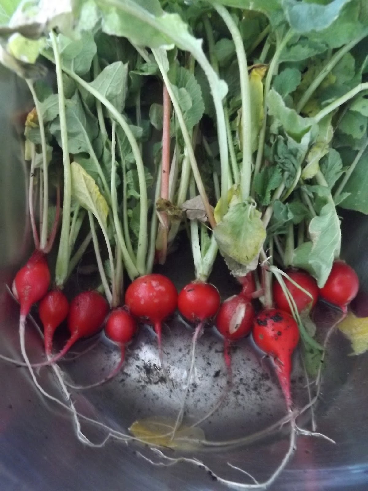 "Cherry Belle" Radish harvest, late November/Zone 6 Gardening Forums