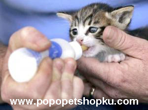 cara memberikan susu pada kucing - popopetshopku.com cara memberikan susu pada kucing - popopetshopku.com