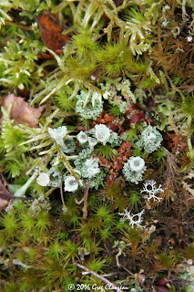 mousses et lichens de Fontainebleau (C) Greg Clouzeau