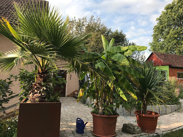 Washingtonia, Bananenstaude, canarischer Drachenbaum (c) by Joachim Wenk Washingtonia, Bananenstaude, canarischer Drachenbaum (c) by Joachim Wenk