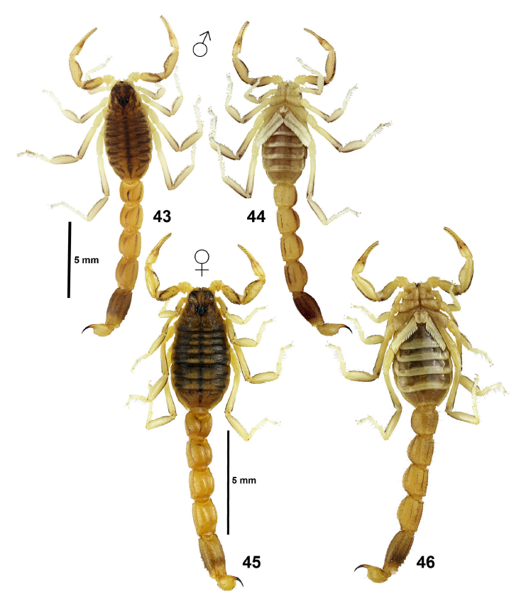 The Scorpion Files Newsblog Two new species of Neobuthus from Eritrea