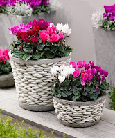 KYKLAMINA Cyclamen